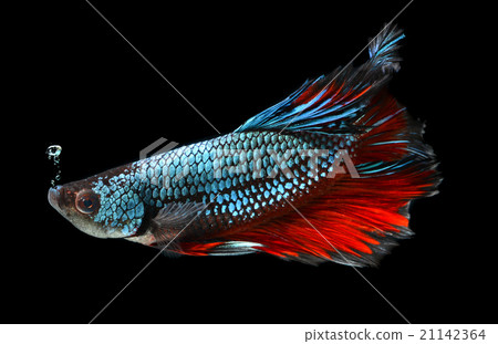 moment of siamese fighting fish moment of siamese fighting fish 21142364