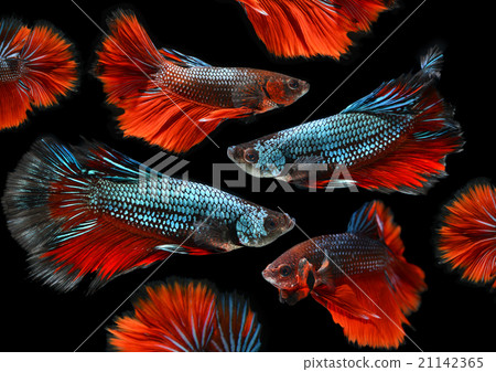 moment of siamese fighting fish moment of siamese fighting fish 21142365