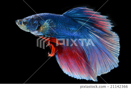 moment of siamese fighting fish moment of siamese fighting fish 21142366