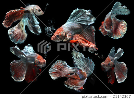 moment of siamese fighting fish moment of siamese fighting fish 21142367