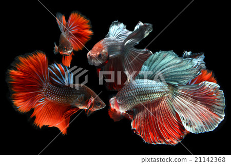 moment of siamese fighting fish 21142368
