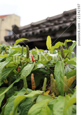 Island island and shrine 21142397