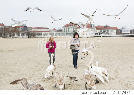 Feeding the birds 21142485