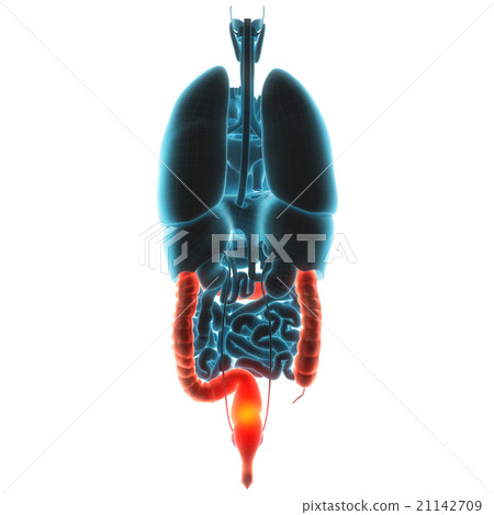 guts organ pain guts organ pain 21142709
