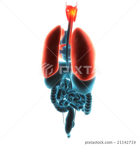 lungs organ pain lungs organ pain 21142719