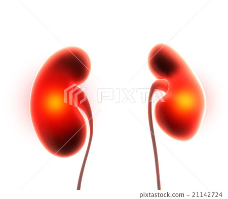 kidneys organ pain 21142724