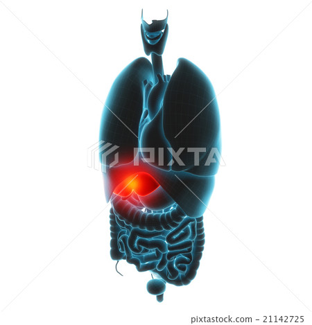 liver organ pain 21142725