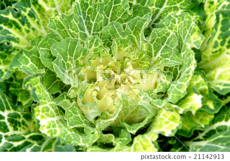 layer flowering of cabbage leaves 21142913