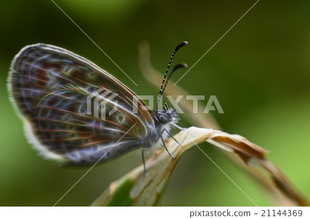 Glow image of Butterfly Glow image of Butterfly 21144369