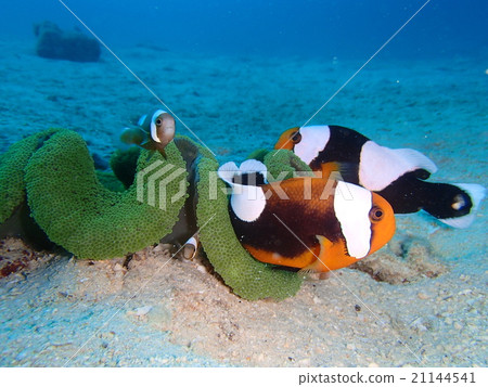 Touaka Anemonefish Touaka Anemonefish 21144541