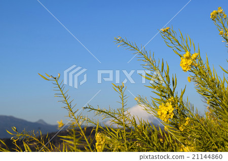 油菜花和富士山 21144860