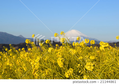 油菜花和富士山 21144861