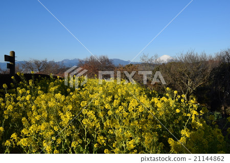 油菜花和富士山 21144862