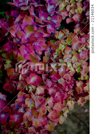 Hydrangea hydrangea 21146034