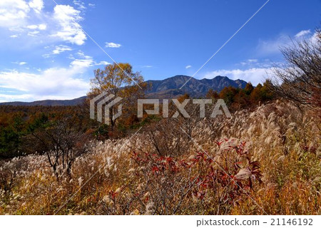 Beautiful forest 21146192