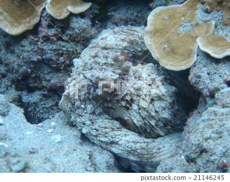 Madako Ogasawara Madako Ogasawara 21146245