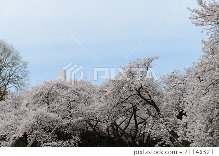 Cherry Blossoms Cherry Blossoms 21146321
