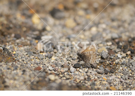 Die Settaka Lizard Die Settaka Lizard 21146390