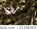 Katakuri花 21146463
