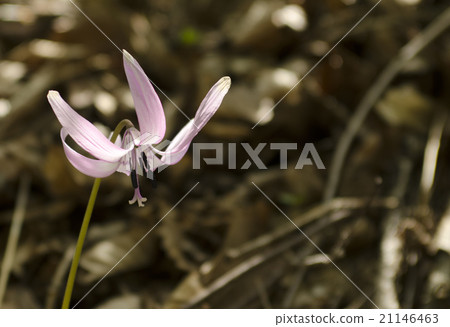 Katakuri flowers Katakuri flowers 21146463