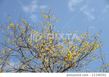 plum plum 21146591