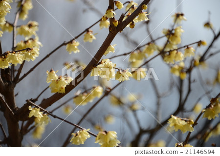 plum plum 21146594