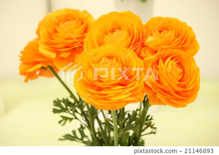 Orange Ranunculus 21146893