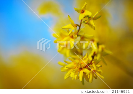 Detail of yellow forsythia blossom 21146931