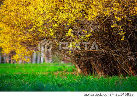 Yellow Forsythia bush and green grassland 21146932