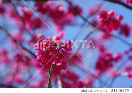 開花在藍天的冷的標度 21146979