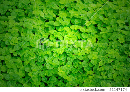 green leaf background green leaf background 21147174