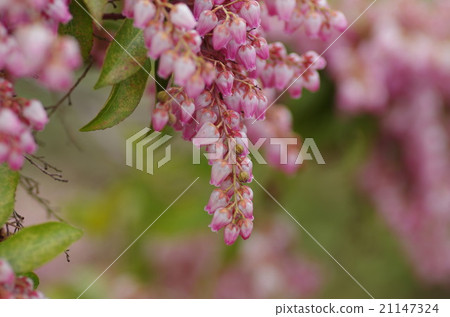 Candy tree (mosquito) 21147324