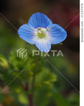 波斯Speedwell 21147478