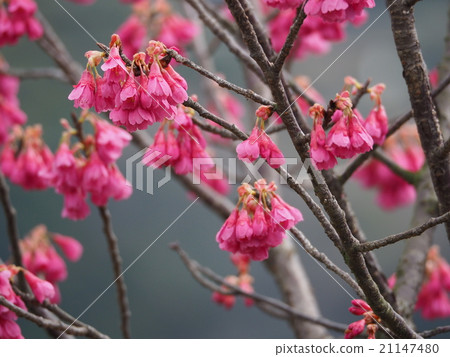 Kanahazakura Kanahazakura 21147480