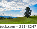 Biei farm, a tree 21148247