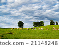 Biei Farm 21148248