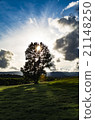 Biei farm, a tree 21148250