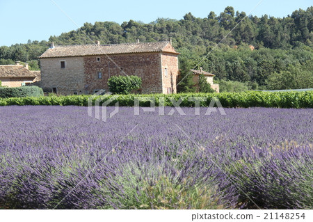 Farmhouse lavender field Farmhouse lavender field 21148254