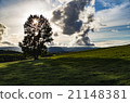 Biei, a tree of Biei Farm 21148381