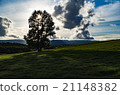 Biei, a tree of Biei Farm 21148382