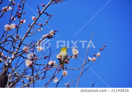 Mejiro李子藍天春天日本 Mejiro李子藍天春天日本 21148826