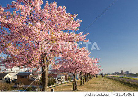 Sakura (Kawazu Sakura) 21149061