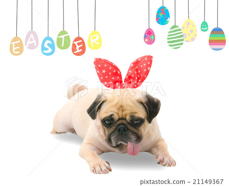 Happy Easter. Dog Pug wearing rabbit bunny ears Happy Easter. Dog Pug wearing rabbit bunny ears 21149367