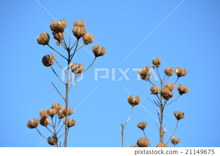 芙蓉的果實 芙蓉的果實 21149675