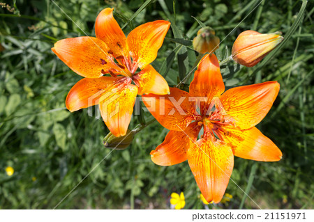 Orange flowers 21151971