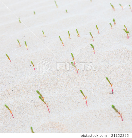 Green sprouts in desert sands Green sprouts in desert sands 21152255