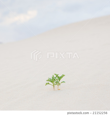 Two green plant sprouts in desert sand. Two green plant sprouts in desert sand. 21152256