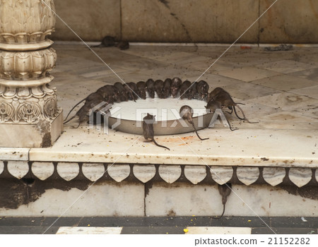 Rat Temple 21152282