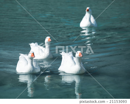 White geese 21153093