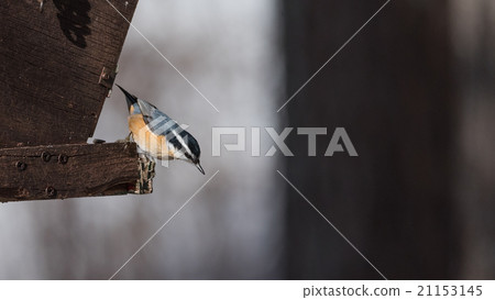 Red breasted nuthatch sitting on a bird feeder.  21153145